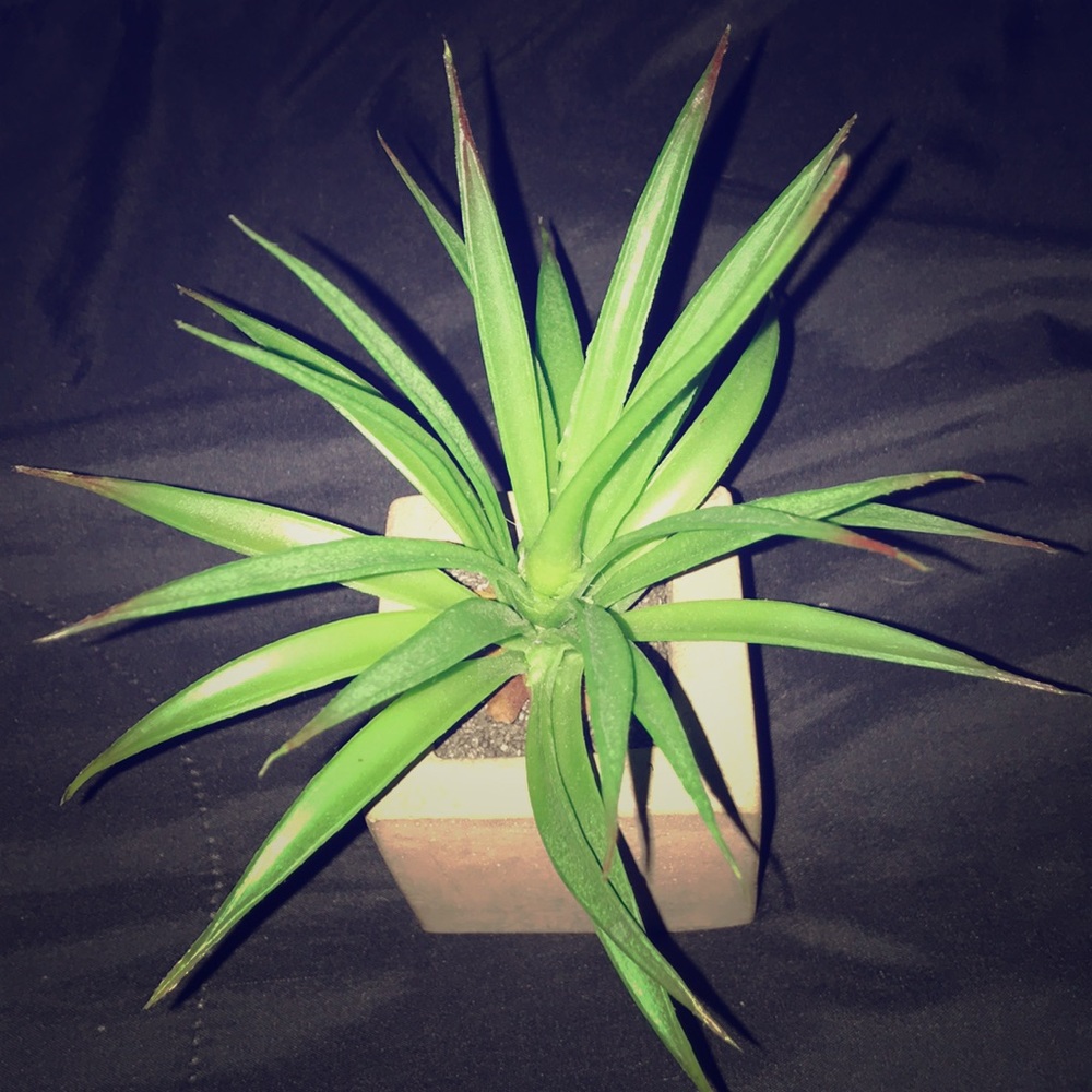 Plant